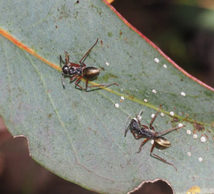 Camponotus suffusus bendigensis