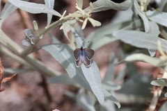Theclinesthes serpentata