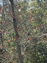 Dicrurus hottentottus