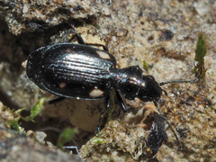 Lionychus quadrillum