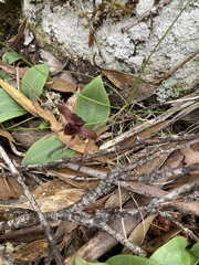Chiloglottis grammata