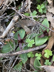 Chiloglottis grammata