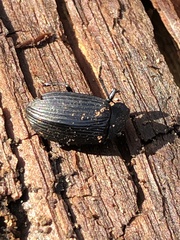 Coleoptera