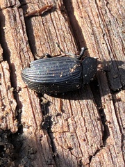 Coleoptera