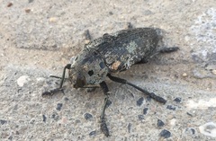 Capnodis miliaris