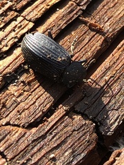 Coleoptera