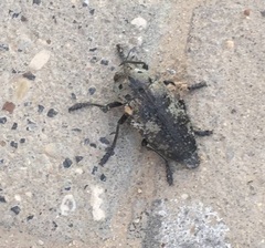 Capnodis miliaris