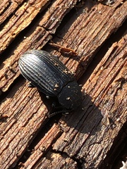 Coleoptera