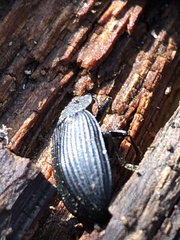 Coleoptera