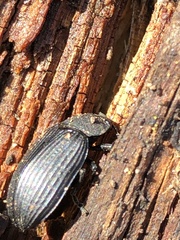Coleoptera