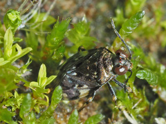 Saldula c-album