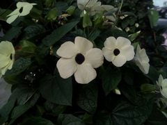 Thunbergia alata