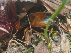 Diachromus germanus
