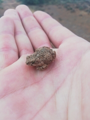 Poyntonophrynus vertebralis
