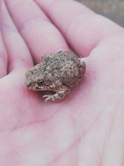 Poyntonophrynus vertebralis