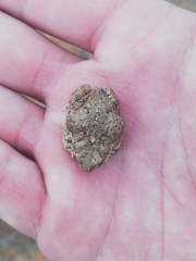 Poyntonophrynus vertebralis