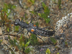 Stenus longipes
