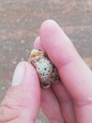 Poyntonophrynus vertebralis
