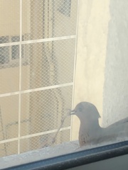 Streptopelia senegalensis