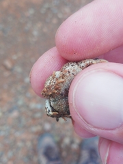 Poyntonophrynus vertebralis
