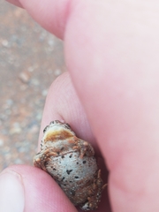 Poyntonophrynus vertebralis