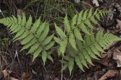 Athyrium rubripes