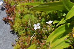 Epilobium macropus