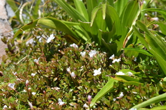 Epilobium macropus