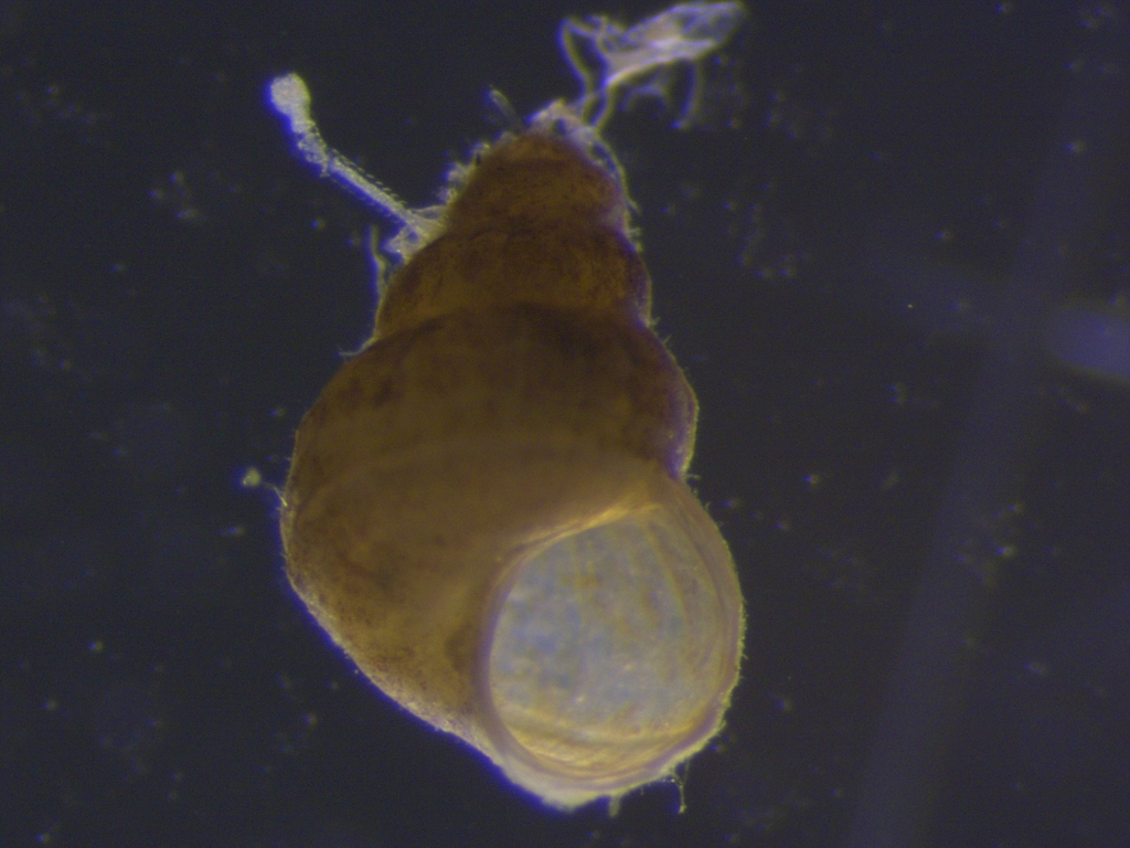 Alvania pseudoareolata
