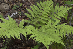 Athyrium rubripes