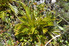 Aciphylla similis