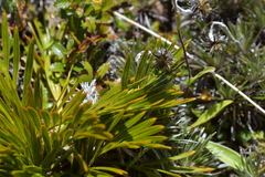 Aciphylla similis