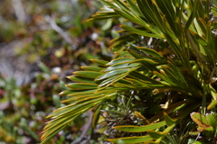 Aciphylla similis