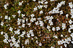 Epilobium macropus