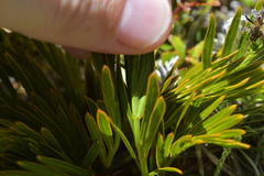 Aciphylla similis