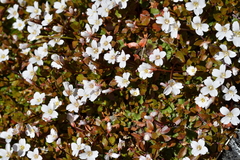 Epilobium macropus