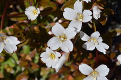 Epilobium macropus