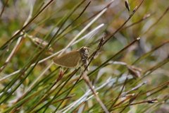 Asaphodes