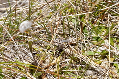 Orocrambus catacaustus