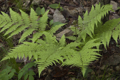 Athyrium rubripes