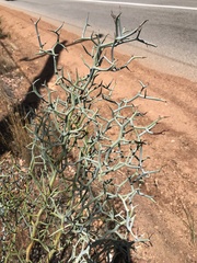 Acacia aphylla