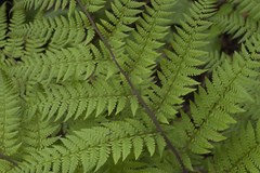 Athyrium rubripes