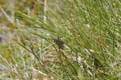 Orocrambus catacaustus