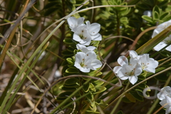 Veronica macrantha macrantha