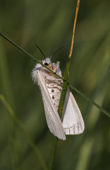 Spilosoma urticae