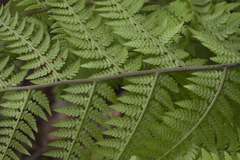 Athyrium rubripes