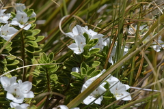 Veronica macrantha macrantha
