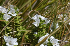 Veronica macrantha macrantha