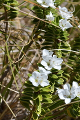 Veronica macrantha macrantha