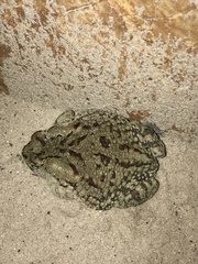 Sclerophrys poweri